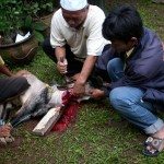 Layanan Aqiqah Di Surabaya Layanan Aqiqah Di Surabaya